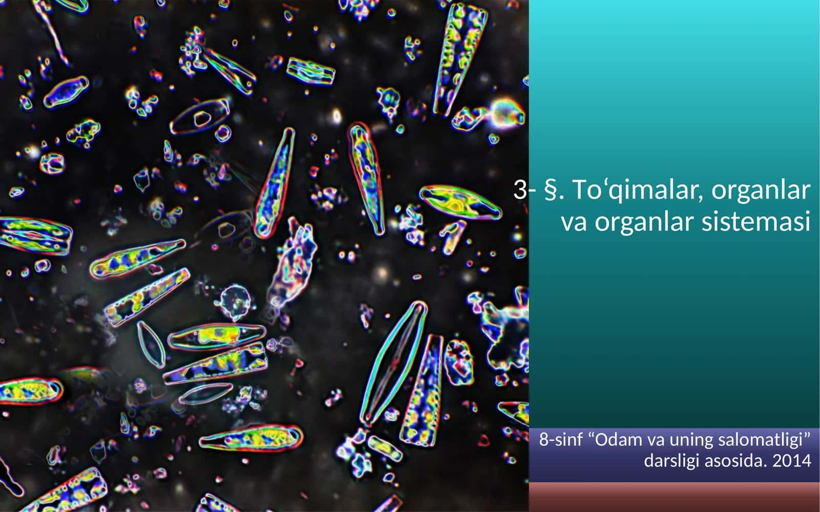 To'qimalar, organlar va organlar sistemasi 1