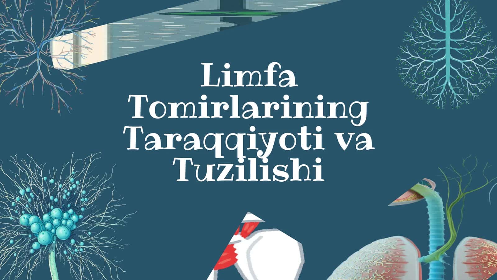 Limfa tomirlarining taraqqiyoti va tuzilishi 1