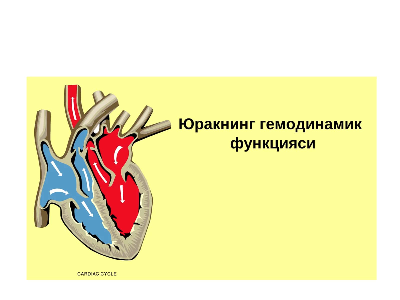 Юракнинг гемодинамик функцияси 1