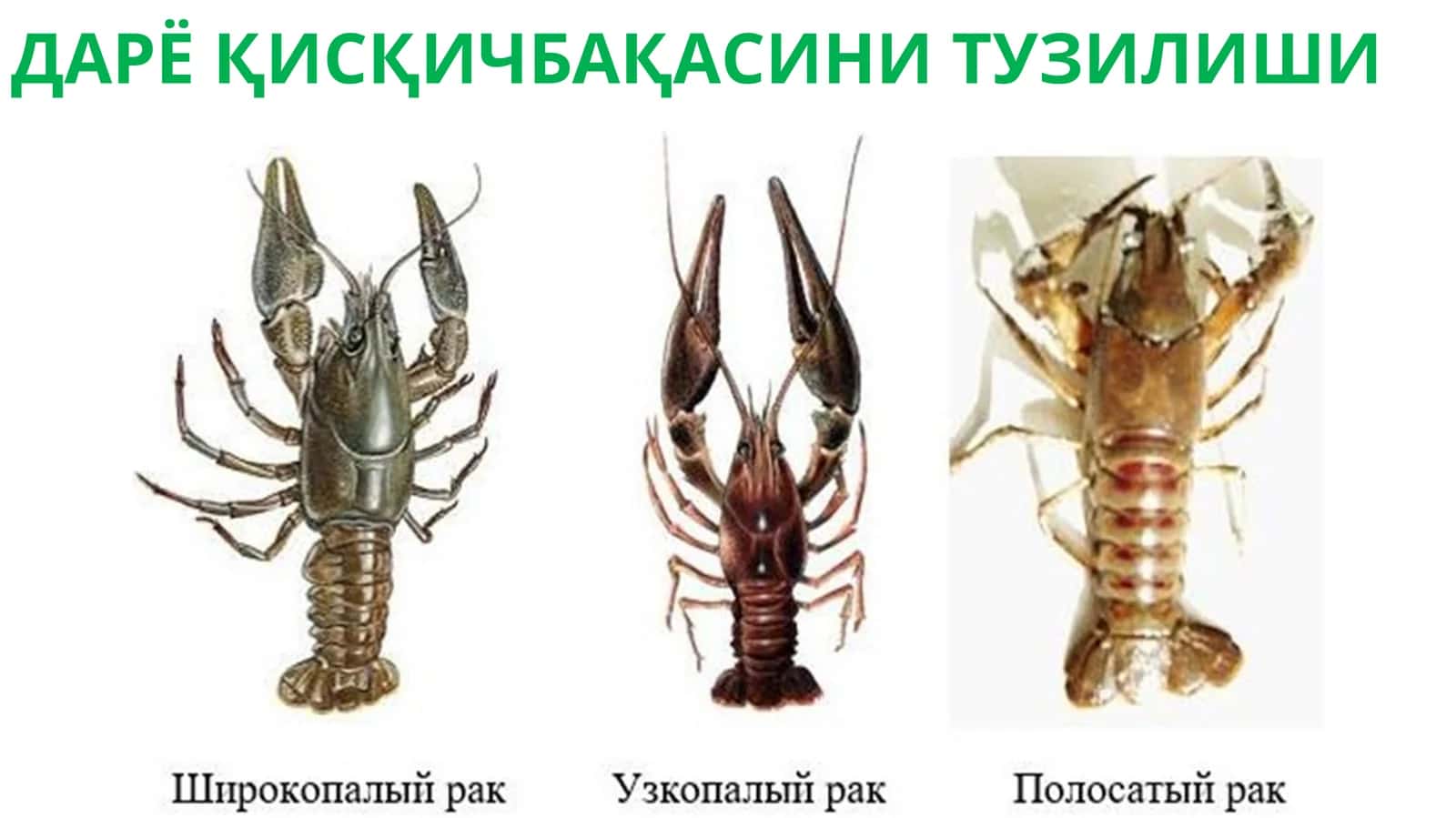 ДАРЁ ҚИСҚИЧБАҚАСИНИ ТУЗИЛИШИ 1