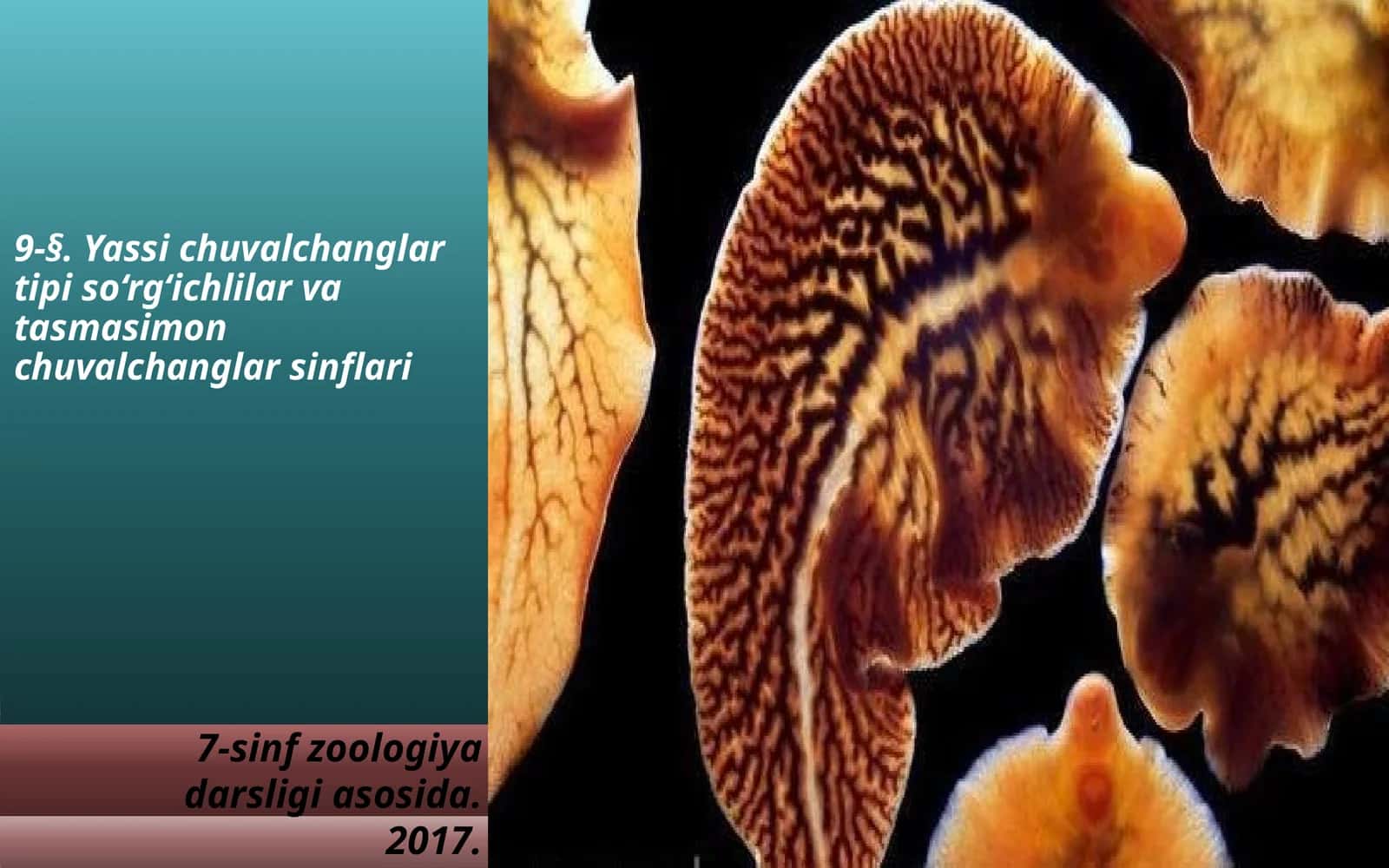 7-sinf Zoologiya 'Yassi chuvalchanglar tipi so'rg'ichlilar va tasmasimon chuvalchanglar sinflari' ko'rgazma 1