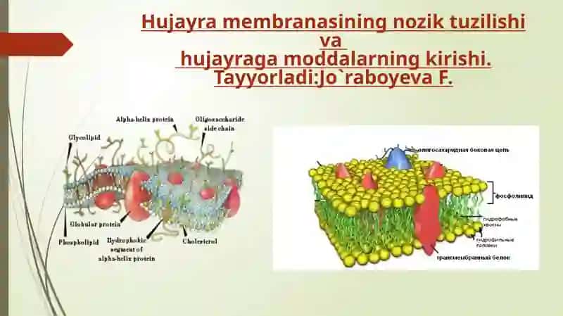 Plazmolemmaning “Suyuqmozaika” modeli