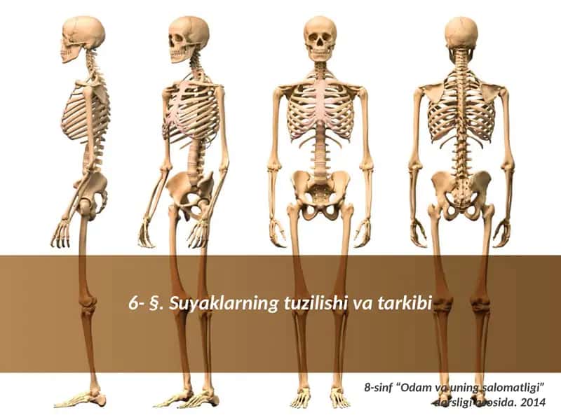 Suyaklarning tuzilishi va tartibi 1