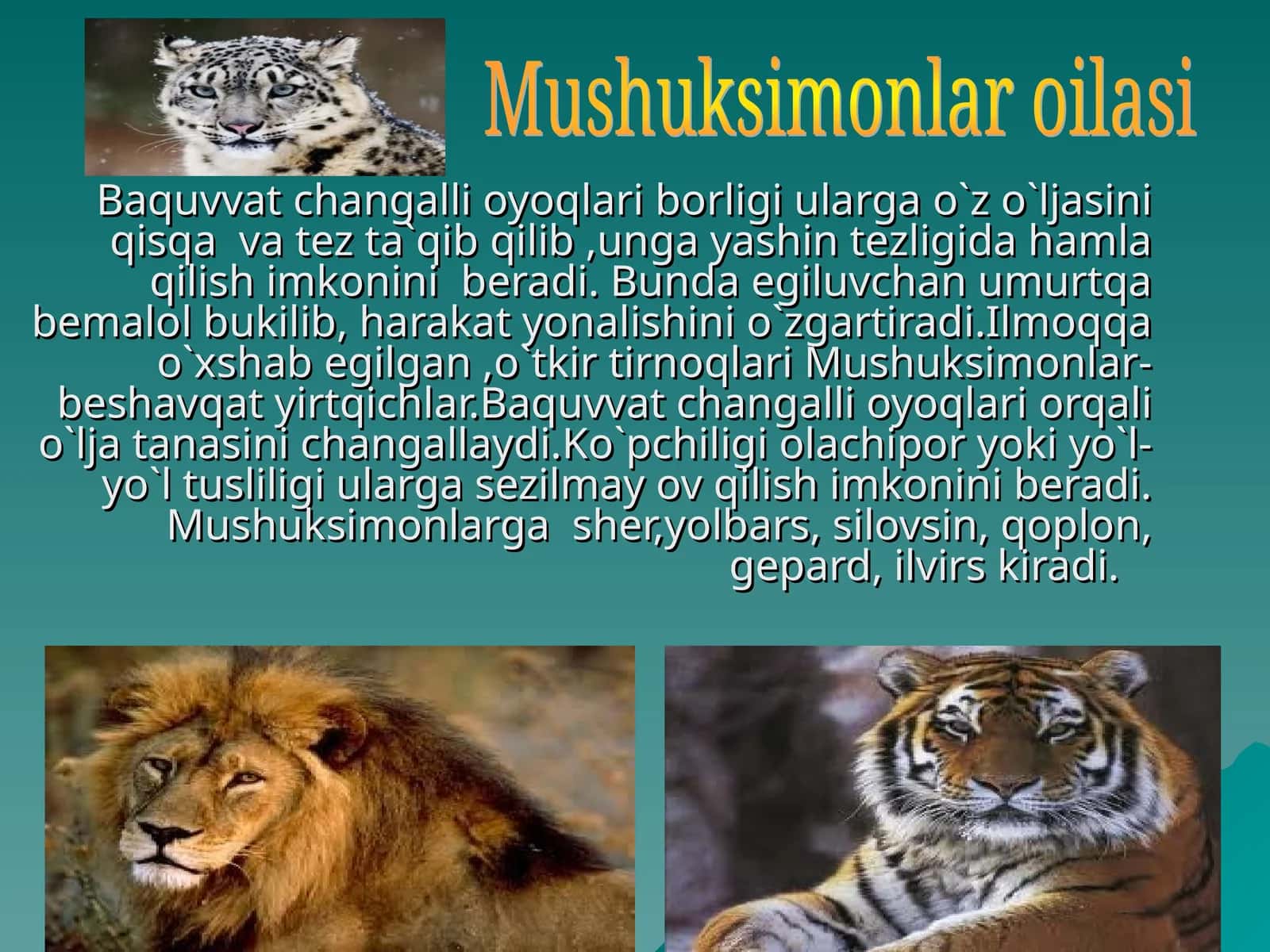 Baquvvat changalli oyoqlari 1