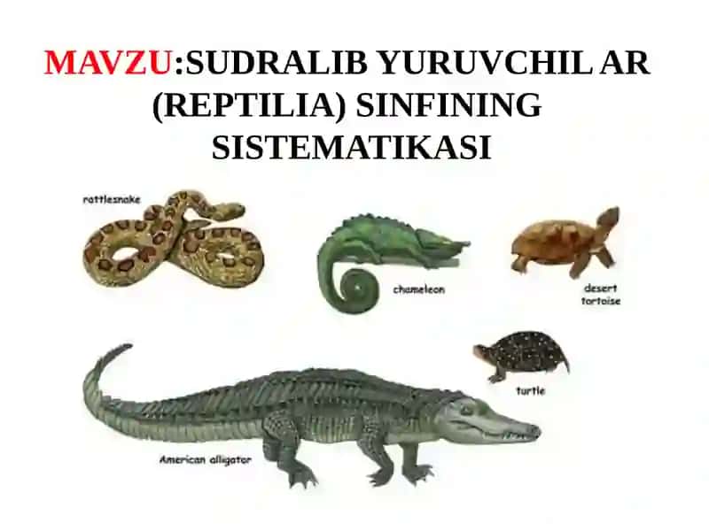 Sudralib Yuruvchil Ar (Reptilia) Sinfining Sistematikasi