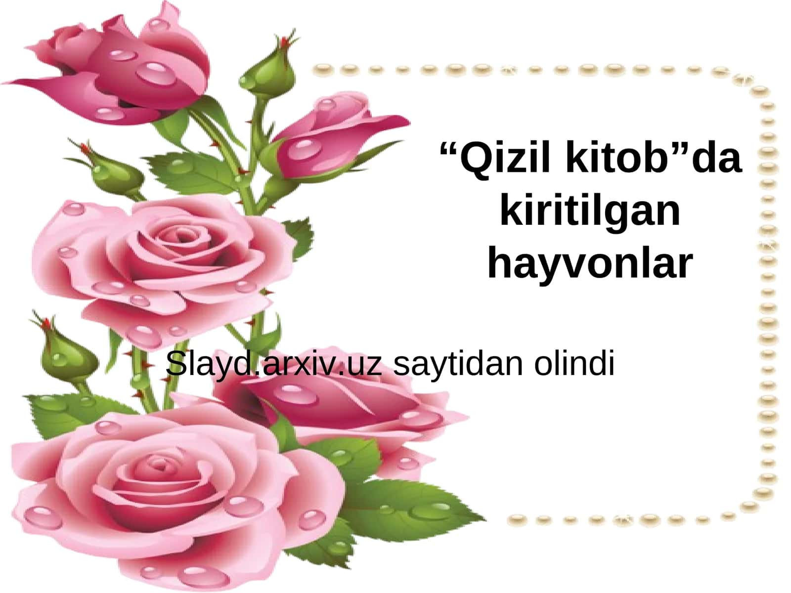 Qizil Kitob 1
