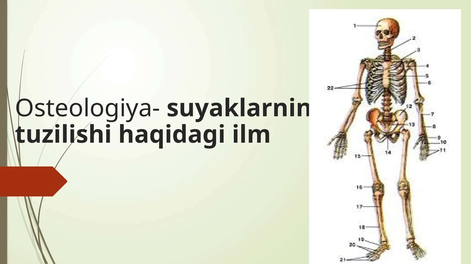 Osteologiya-suyaklarning tuzilishi haqida ilm 1
