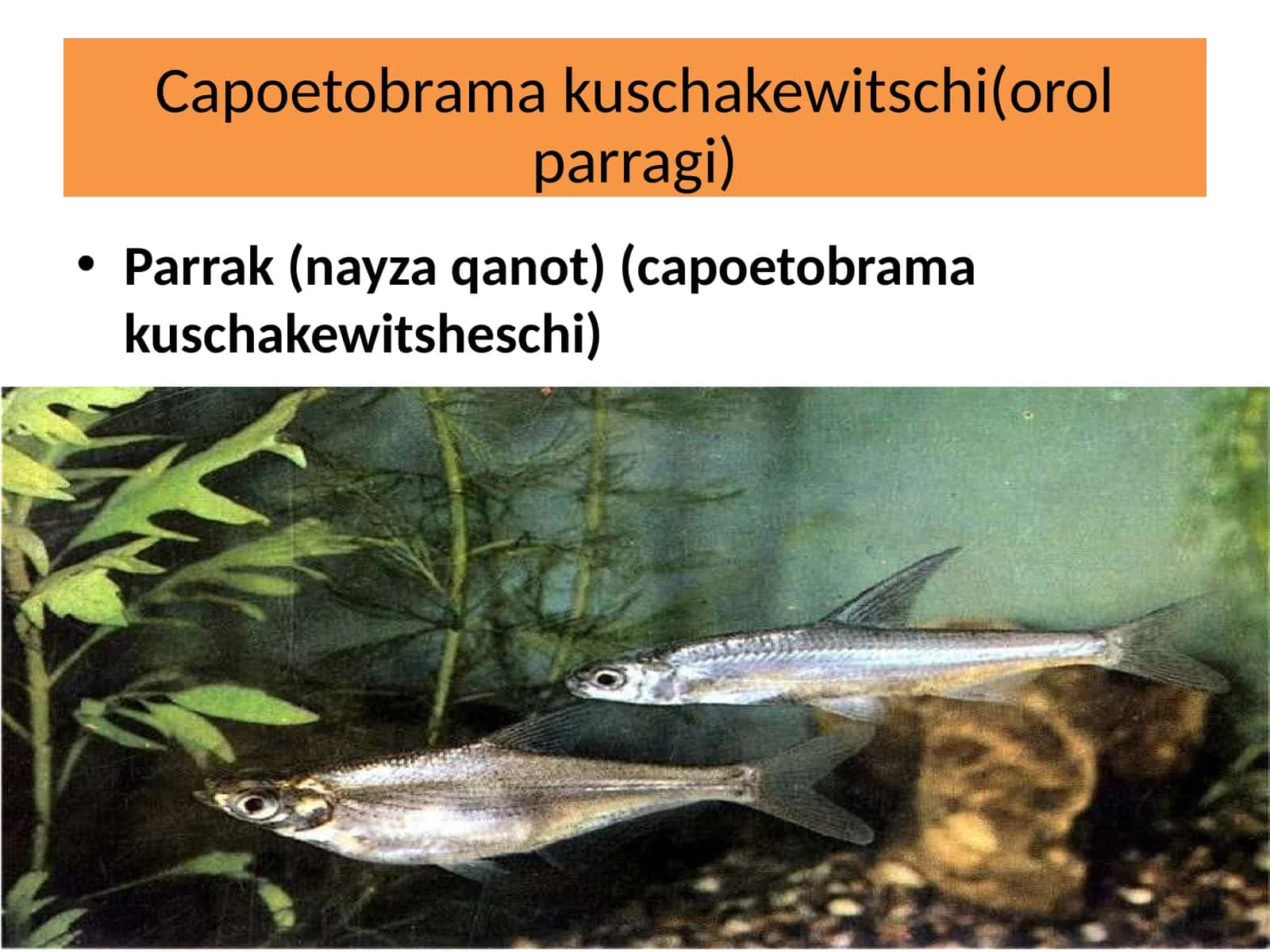 Capoetobramakuschakewitschi (orolparragi) 1