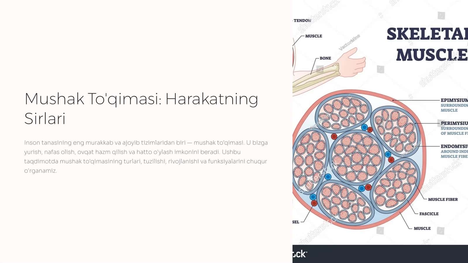 Mushak To'qimasi: Harakatning Sirlari 1