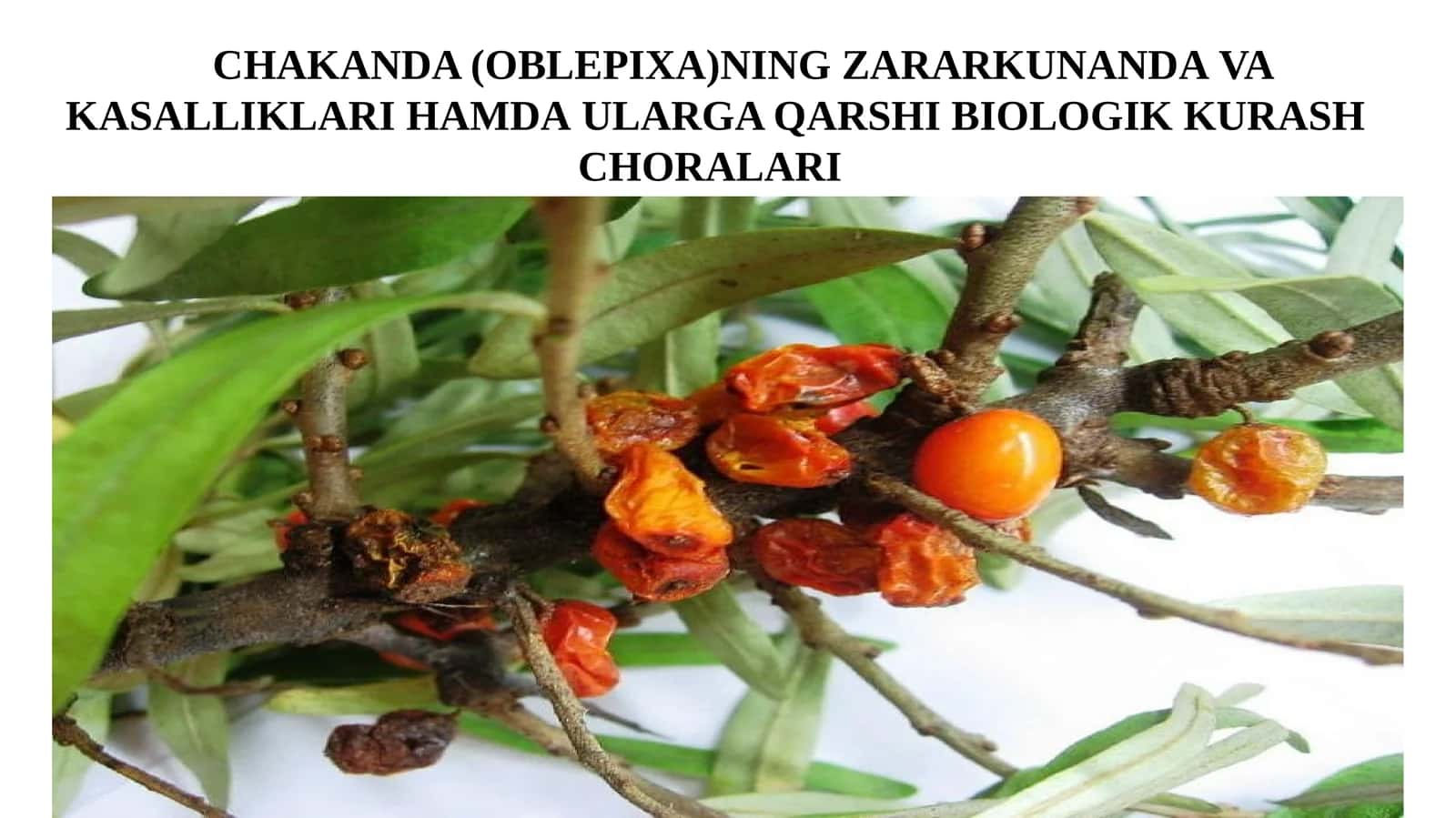 CHAKANDA (OBLEPIXA)NING ZARARKUNANDAVA KASALLIKLARI HAMDAULARGA QARSHIBIOLOGIKKURASH CHORALARI 1