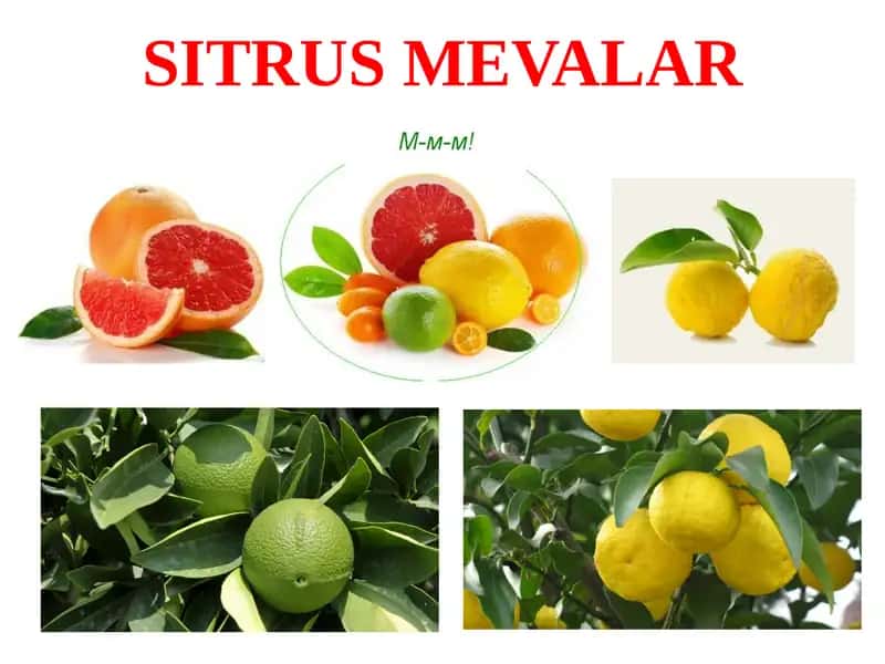 SITRUSMEVALAR 1
