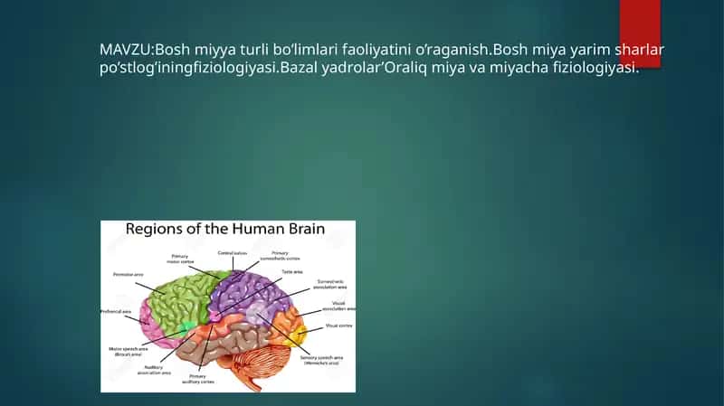 Bosh miyya turli bo’limlari faoliyatini o’raganish.Bosh miya yarim sharlar po’stlog’iningfiziologiyasi.Bazal yadrolar’Oraliq miya va miyacha fiziologiyasi. 1