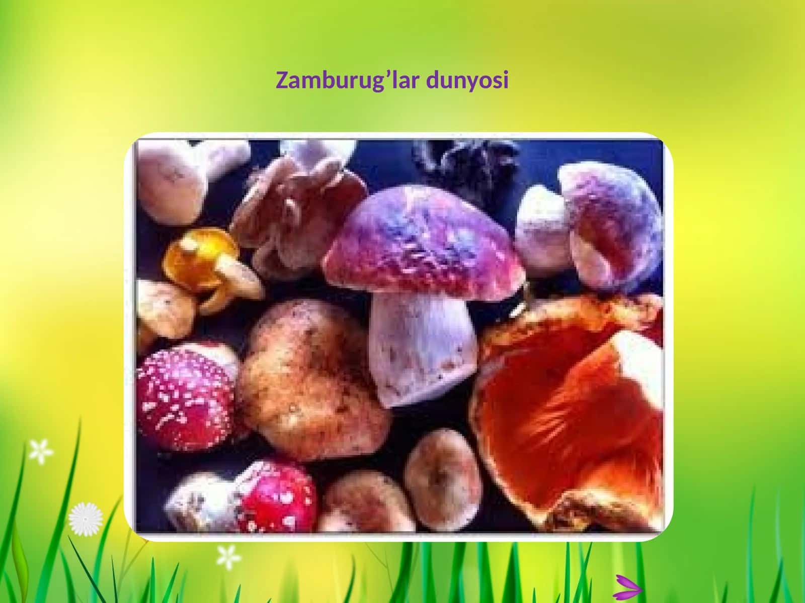 Zamburug’lardunyosi 1