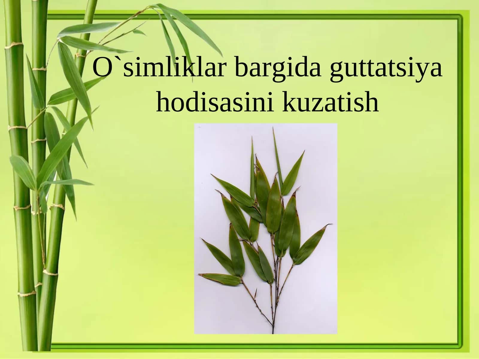 Barg MORFOLOGIYASI-Folium 1