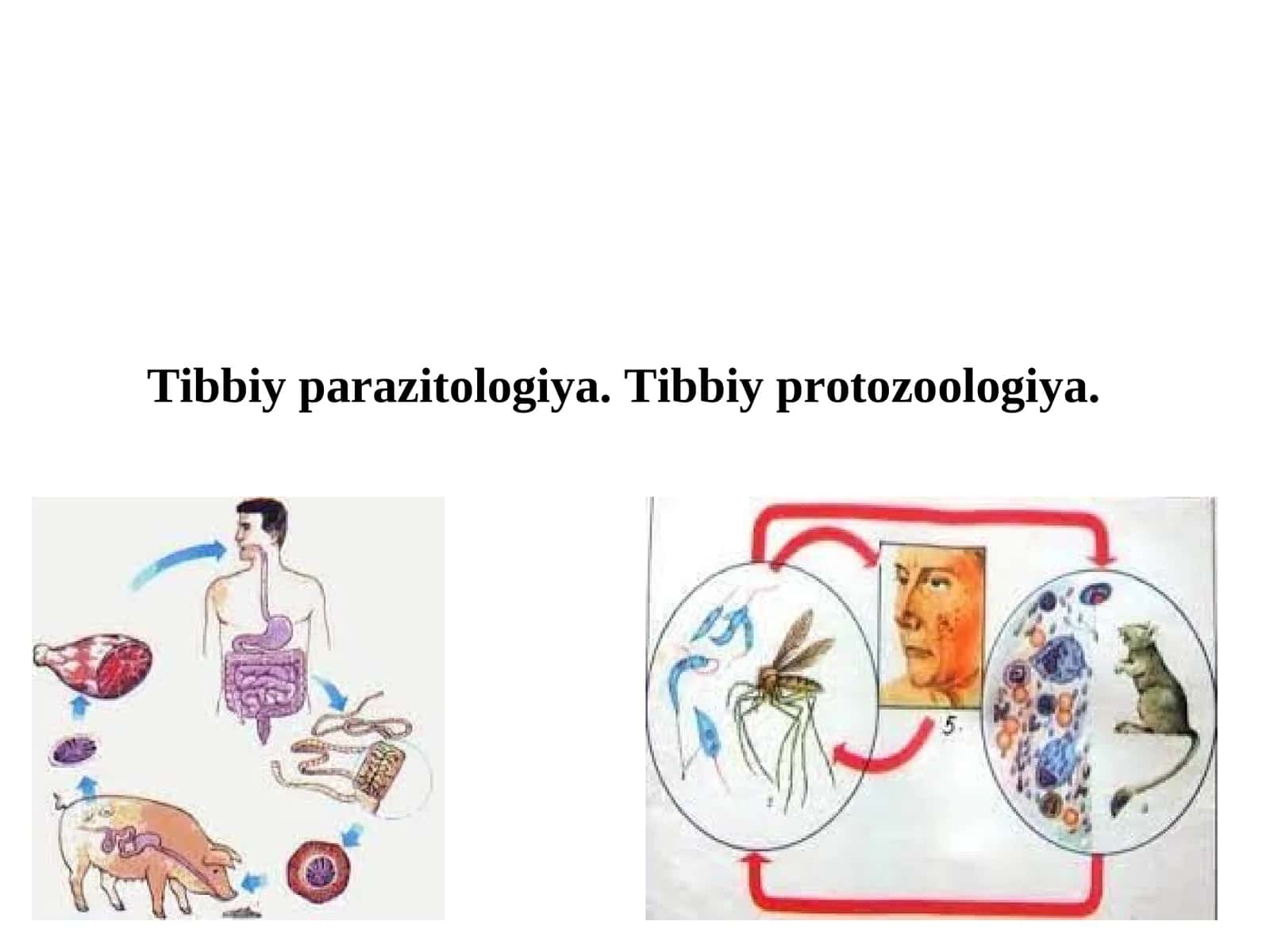 Tibbiy parazitologiya. Tibbiy protozoologiya 1