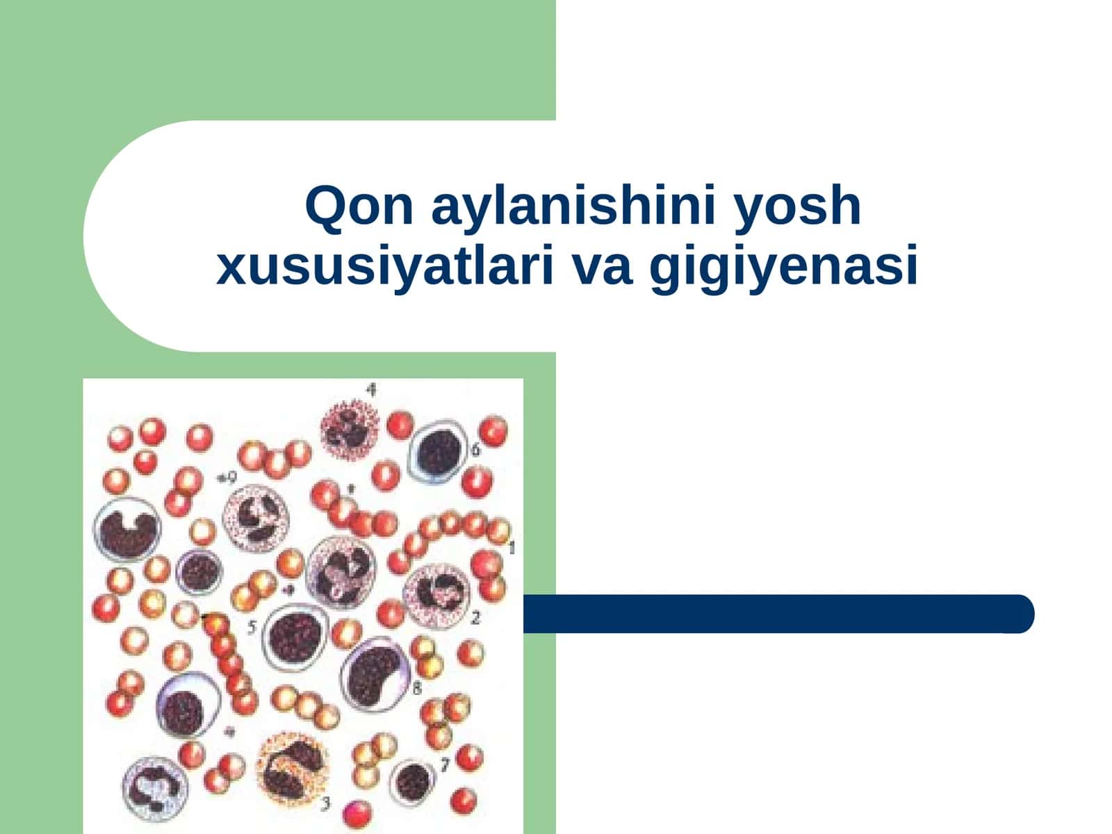 Qon aylanishini yosh xususiyatlariva gigiyenasi 1