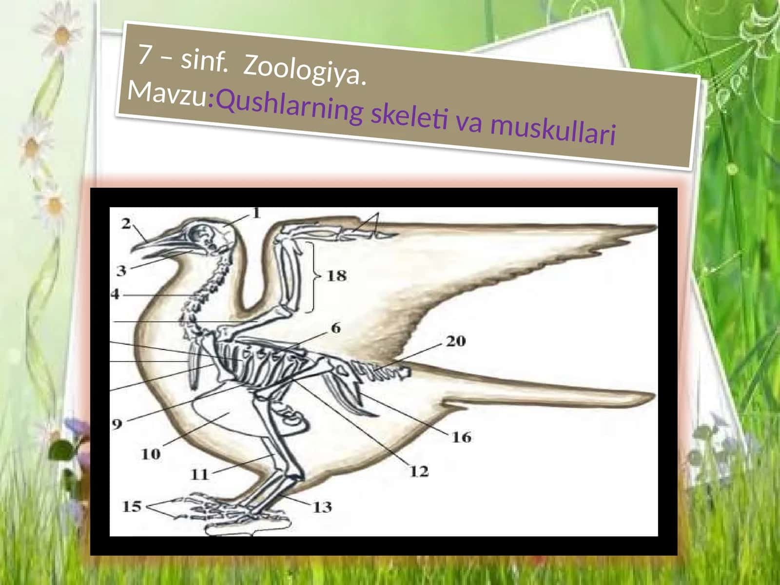 7-sinf Zoologiya. Mavzu: Qushlarning skeleti va muskullari 1