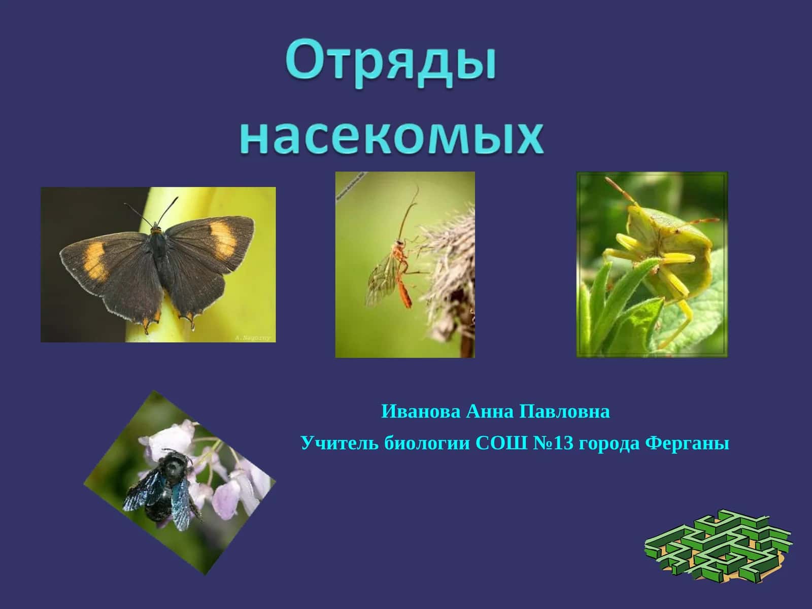 Разнообразие ротовых аппаратов 1