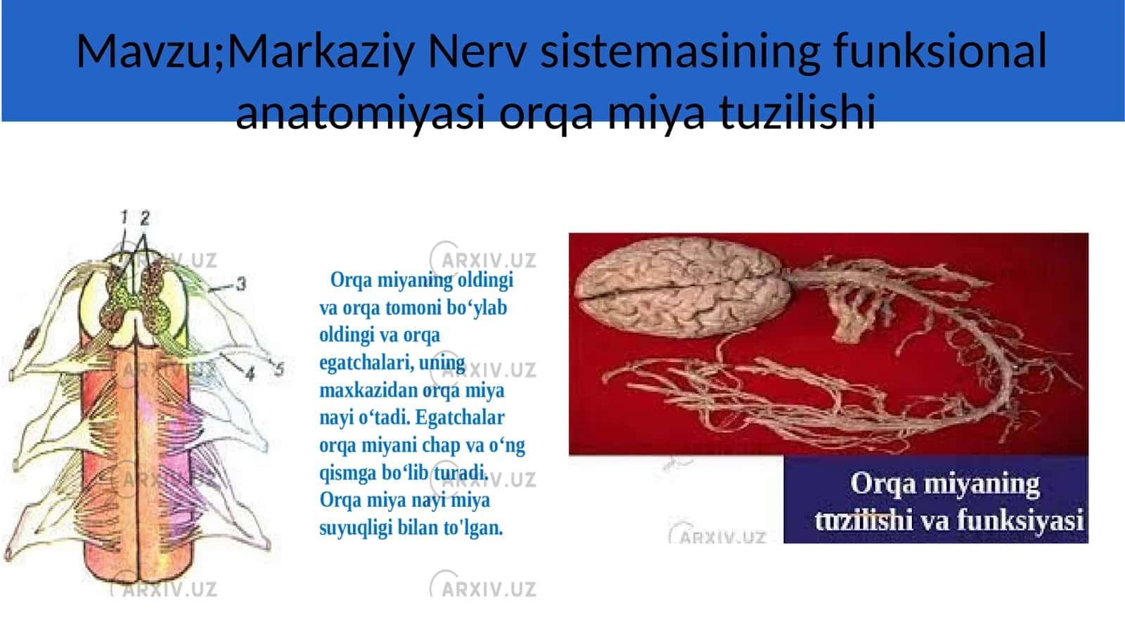 Nerv Sistemasining Reflektorlik Funksiyasi 1