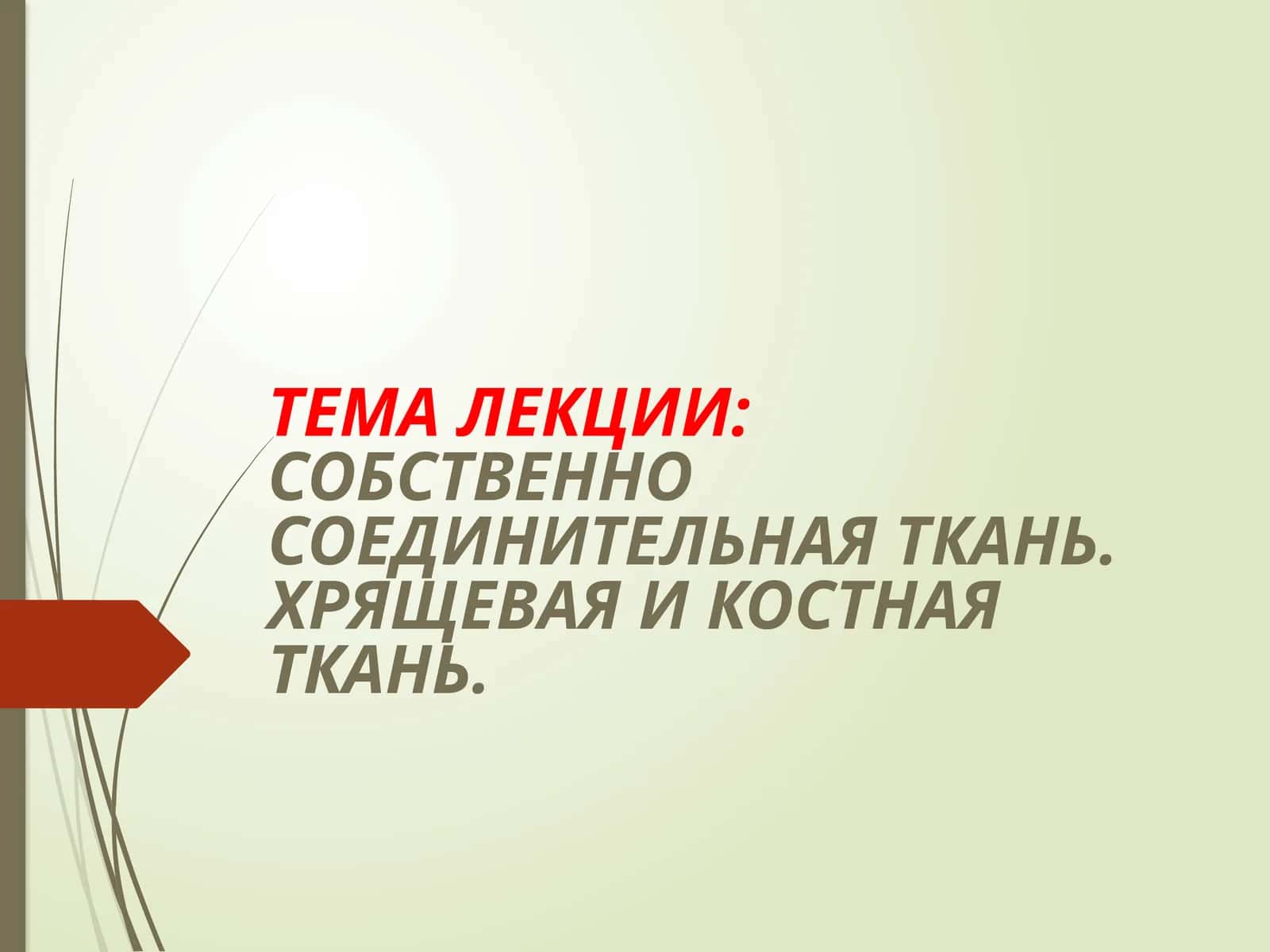 Соединительная ткань. Хрящевая и костная ткань 1