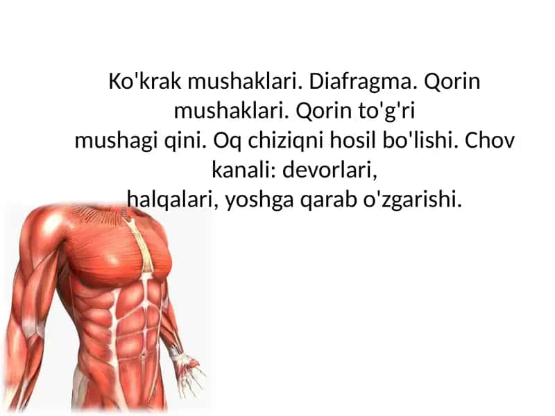 Ko'krak mushaklari. Diafragma. Qorin mushaklari. Qorin to'g'rimushagi qini. Oq chiziqni hosil bo'lishi. Chov kanali: devorlari,halqalari, yoshga qarab o'zgarishi. 1
