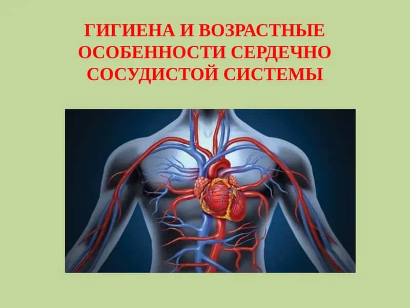 ГИГИЕНА И ВОЗРАСТНЫЕ ОСОБЕННОСТИ СЕРДЕЧНО СОСУДИСТОЙ СИСТЕМЫ 1