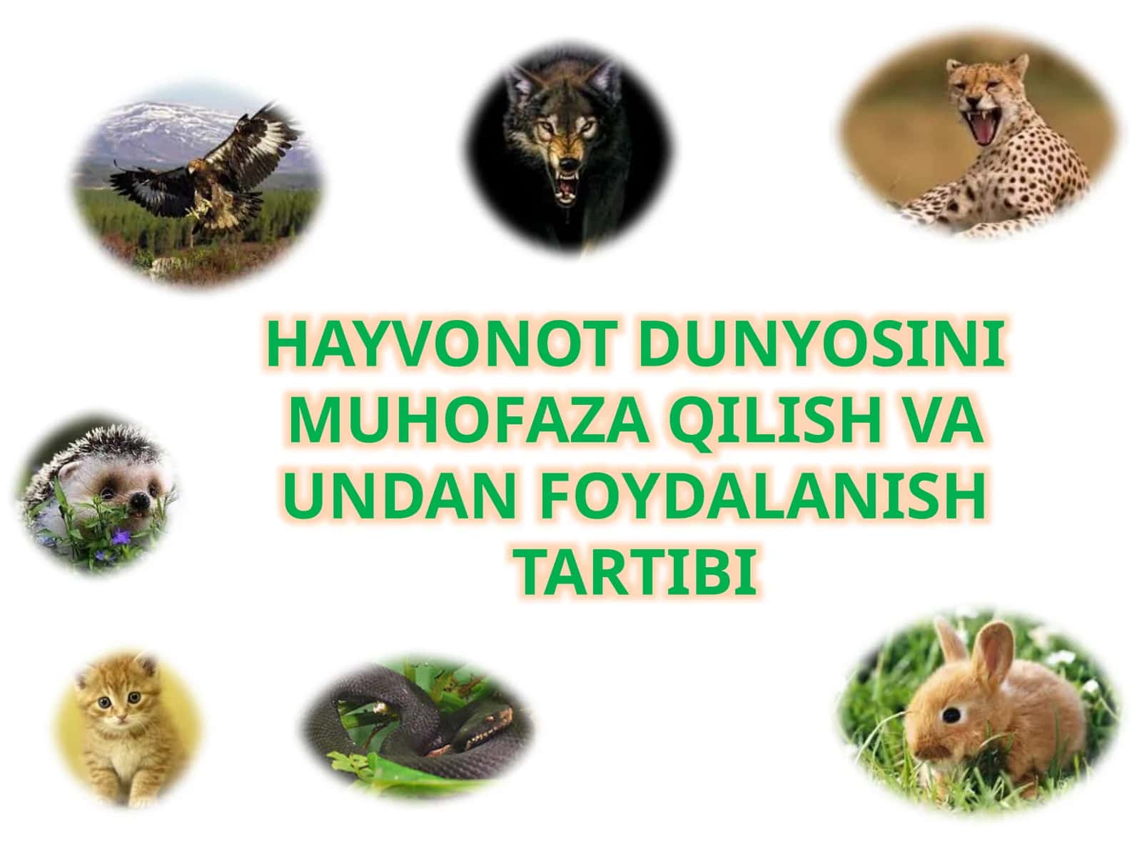 HAYVONOT DUNYOSINI MUHOFAZA QILISH VA UNDAN FOYDALANISHtartibi 1