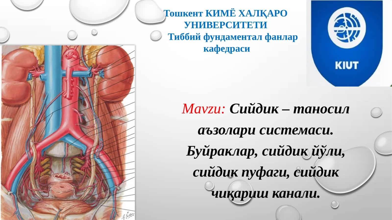 Сийдик–таносилаъзоларисистемаси 1