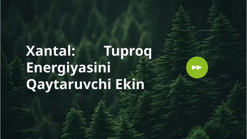Xantalni siderat ekin sifatida yetishtirish 1