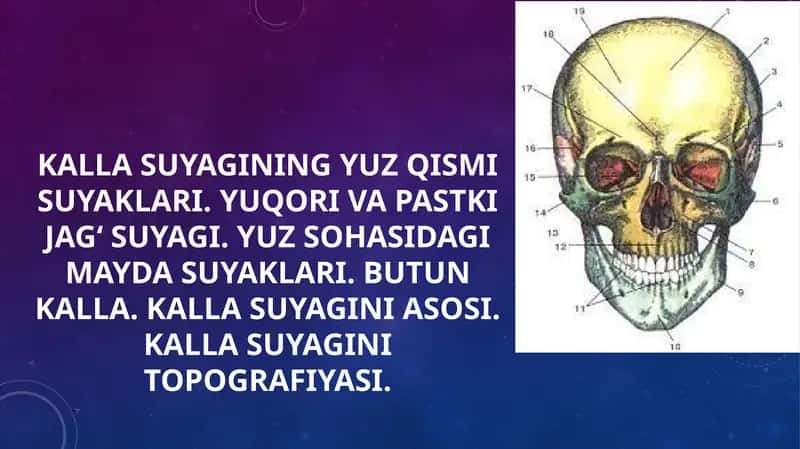 Kalla suyagining yuz qismi suyaklari 1