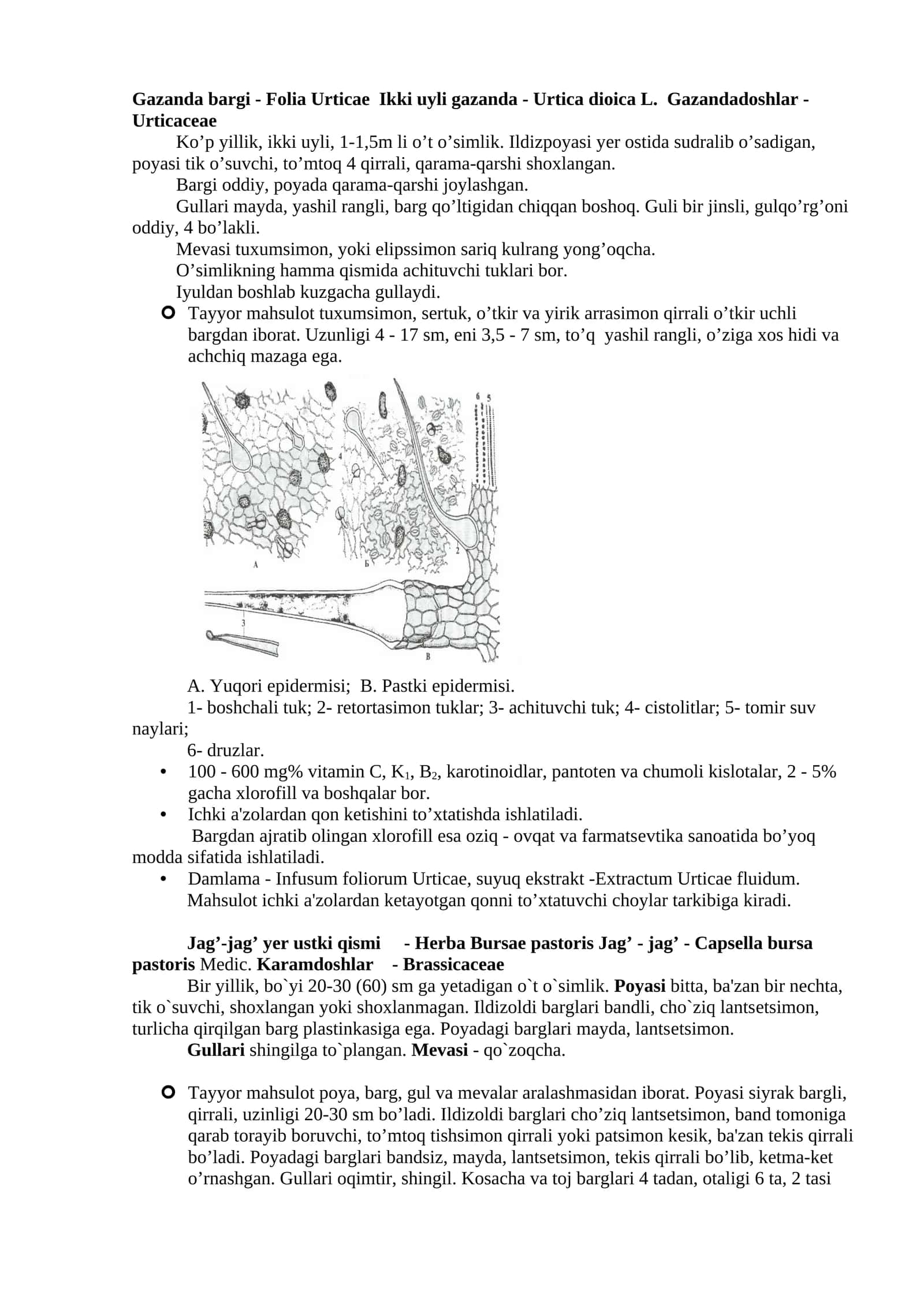 Gazanda bargi - Folia Urticae Ikki uyli gazanda 1