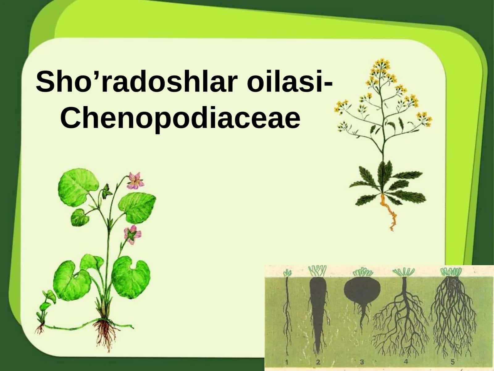 Sho'radoshlar oilasi-Chenopodiaceae 1