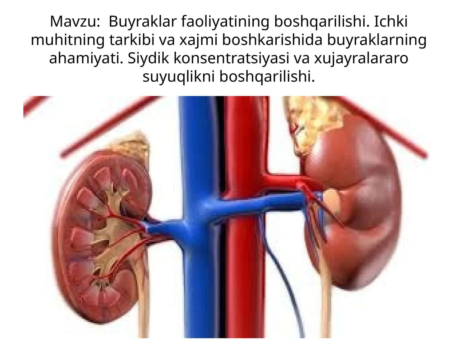 Buyraklar faoliyatining boshqarilishi 1