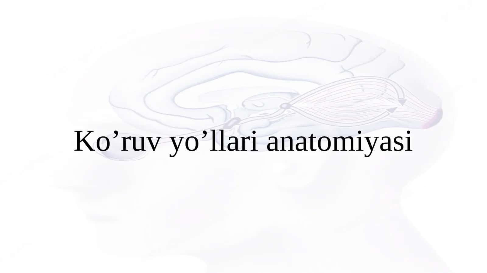 Ko'ruv yo'li anatomiyasi(Anatomy of vision pathways) 1