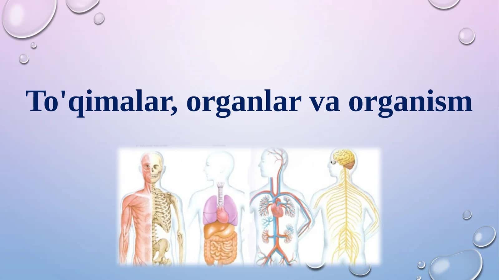 To'qimalar, organlar va organizm 1