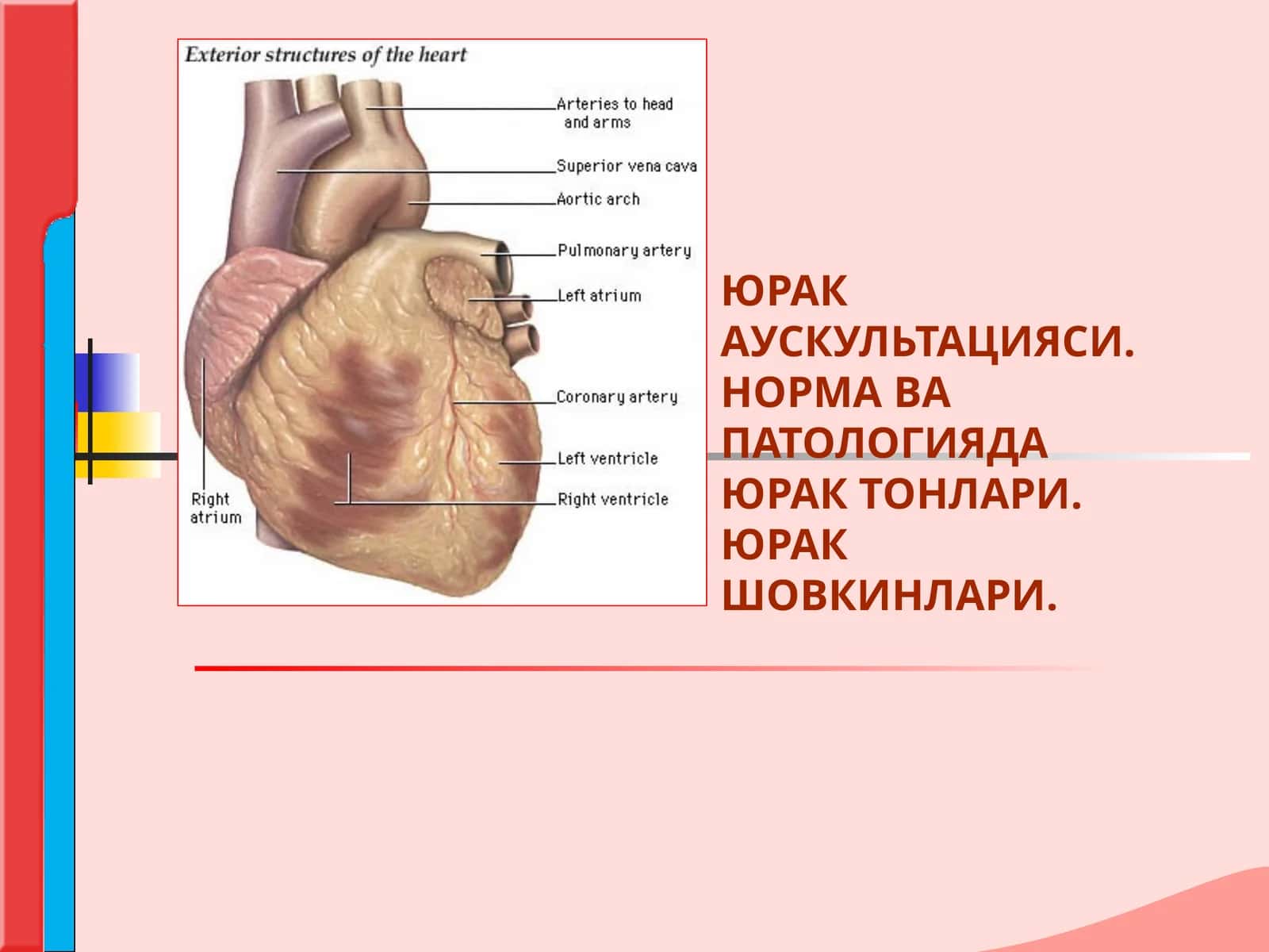 ЮРАК АУСКУЛЬТАЦИЯСИ. НОРМА ВА ПАТОЛОГИЯДА ЮРАК ТОНЛАРИ.ЮРАК ШОВКИНЛАРИ 1