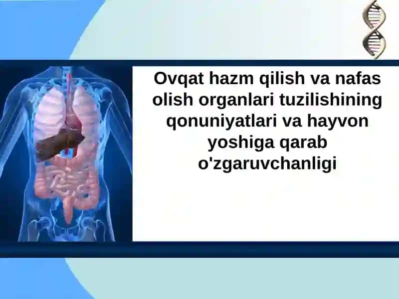 Ovqat hazm qilish va nafas olish organlari tuzilishining qonuniyatlari va hayvon yoshiga qarab o'zgaruvchanligi