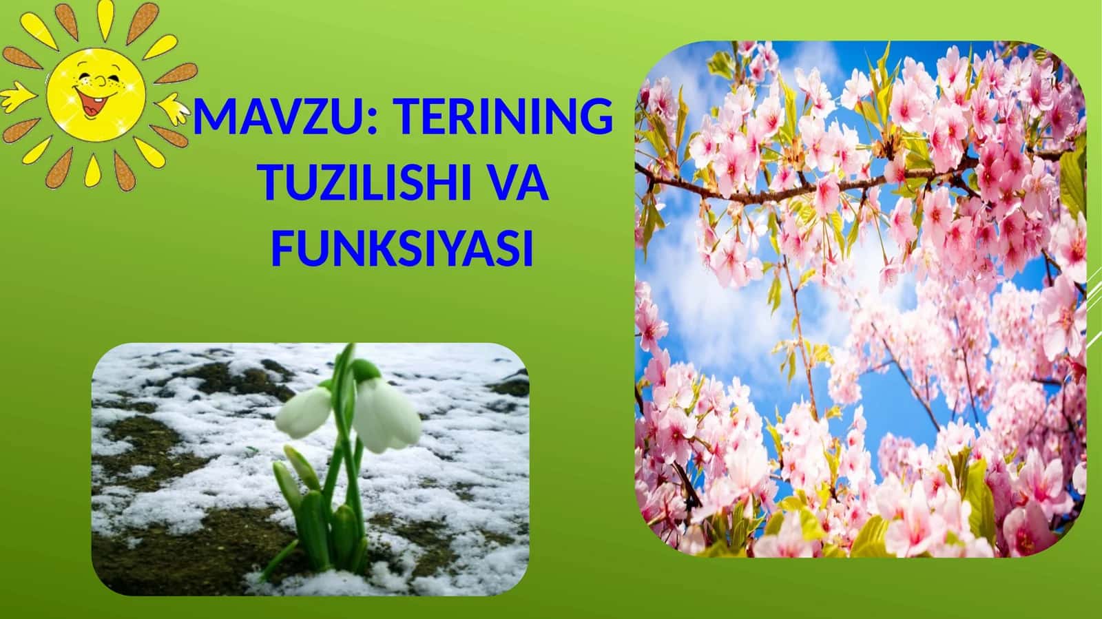Terining tuzilishi 1