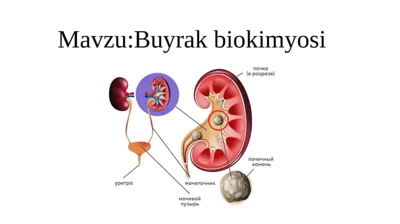 Buyrak biokimyosi 1