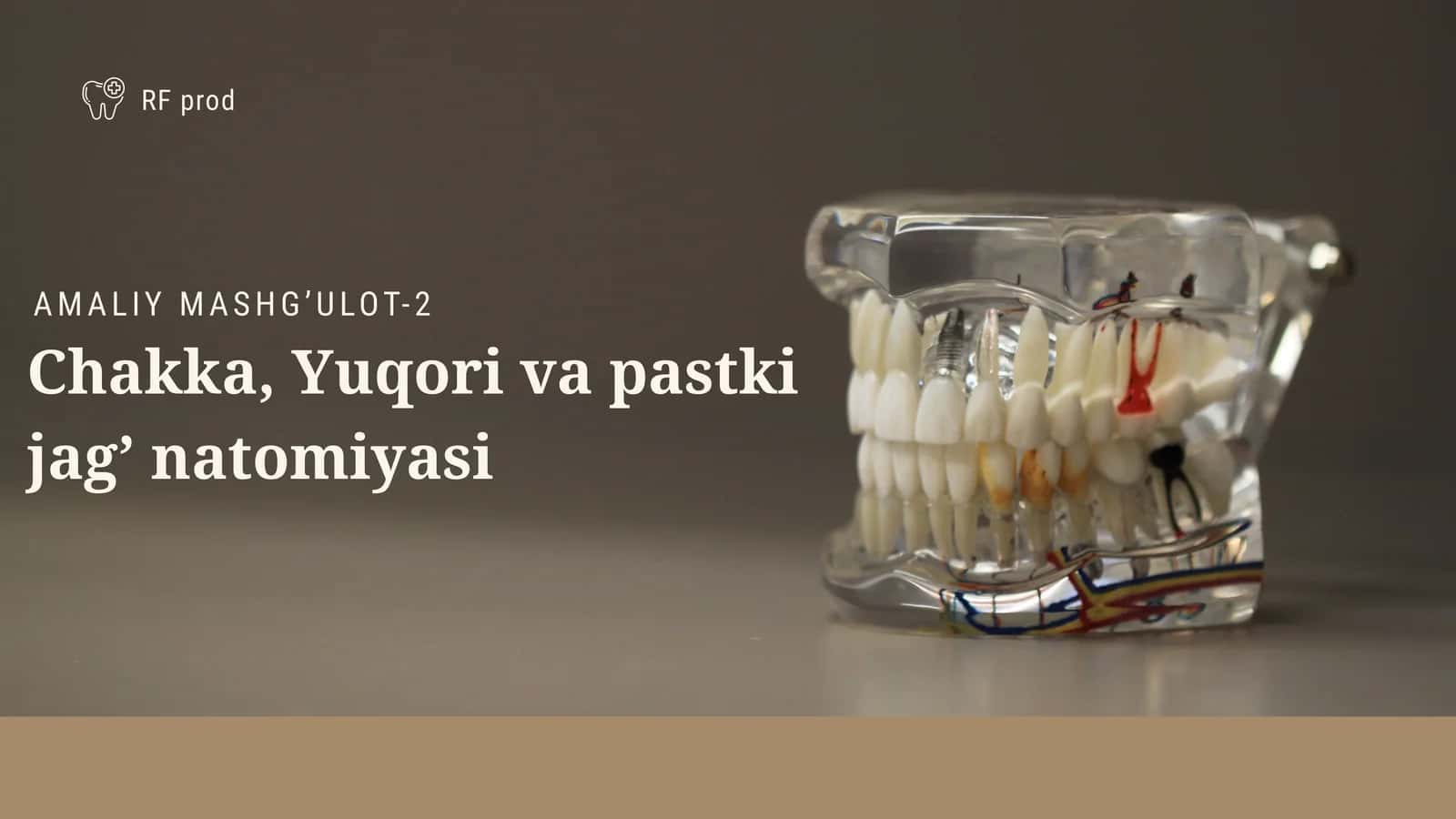 Chakka, Yuqori va pastki jag’ natomiyasi 1
