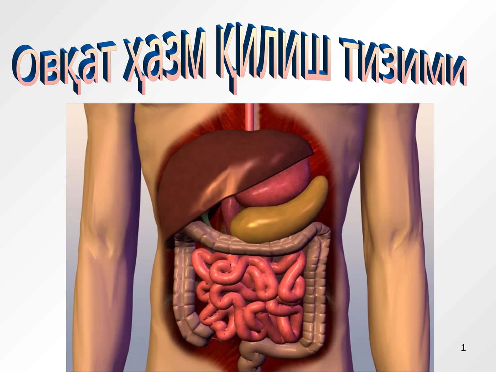 Овқат ҳазм қилиш тизими 1