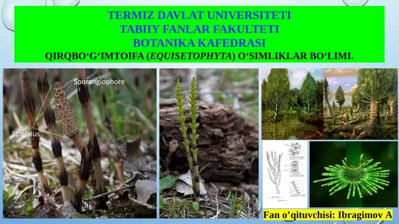 QIRQBO‘G‘IMTOIFA (EQUISETOPHYTA) O‘SIMLIKLAR BO‘LIMI 1
