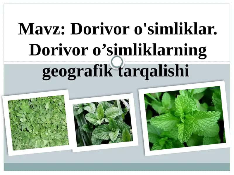 Dorivor o'simliklar. Dorivor o’simliklarning geografik tarqalishi 1