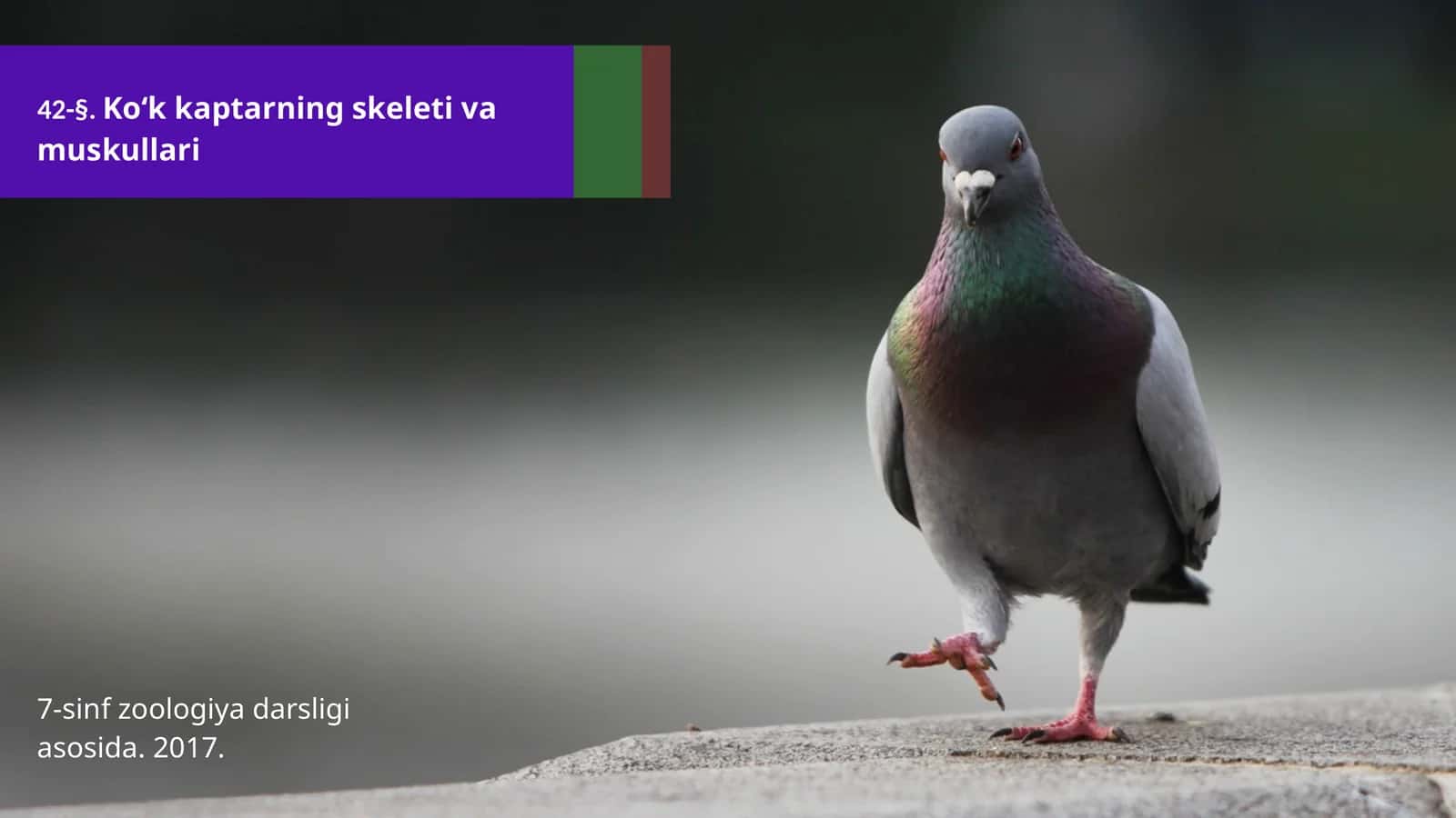 7-sinf Zoologiya 'Ko'k kaptarning skeleti va muskullari' ko'rgazma 1