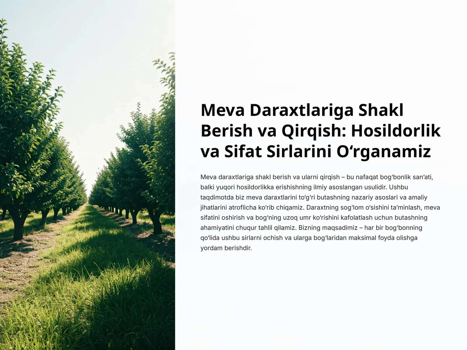 Meva Daraxtlariga Shakl Berish va Qirqish: Hosildorlik va Sifat Sirlarini O‘rganamiz 1
