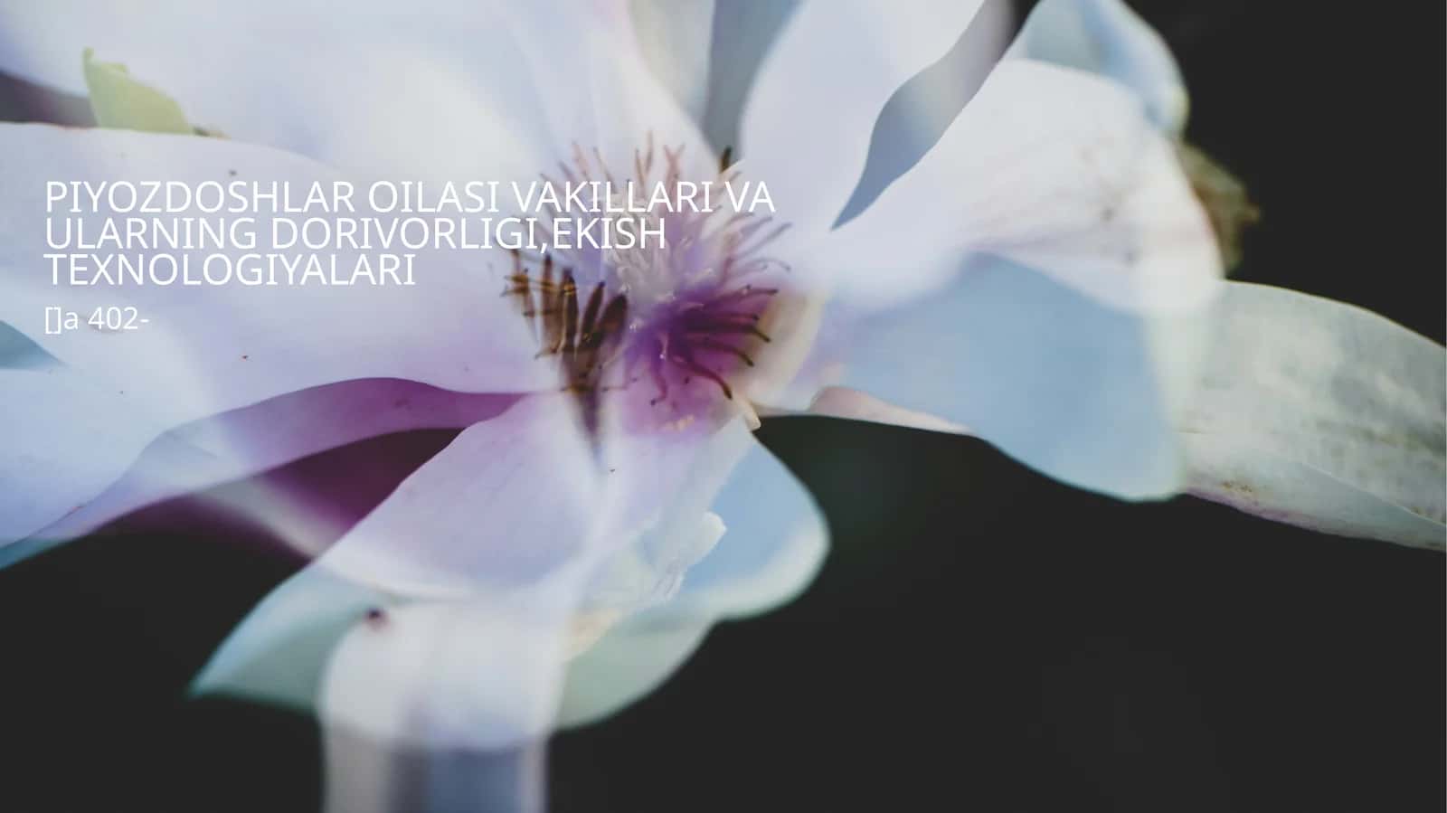 Piyozdoshlar oilasi vakillari va ularning dorivorligi,ekish texnologiyalari 1