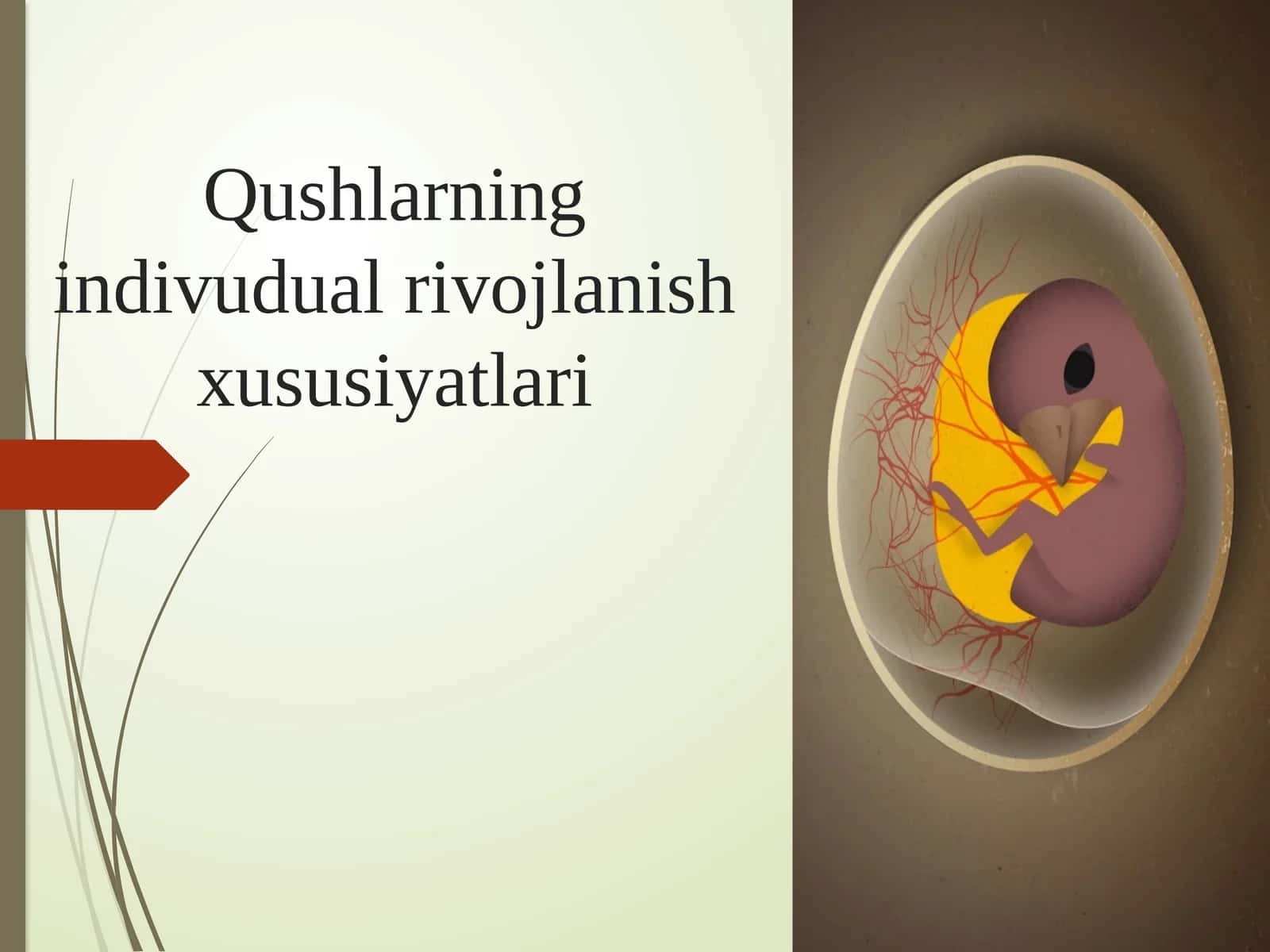 Qushlarning individual rivojlanish xususiyatlari 2026 yil 1