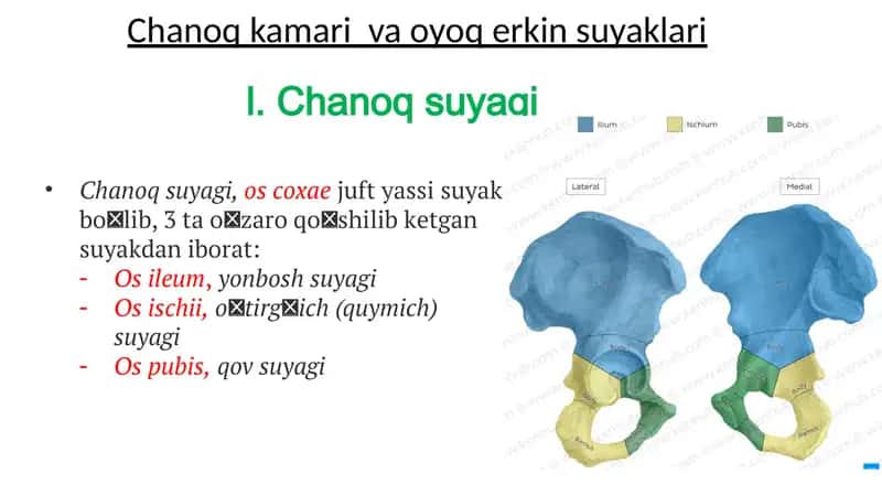 Chanoq suyagi va oyoq erkin suyaklari 1