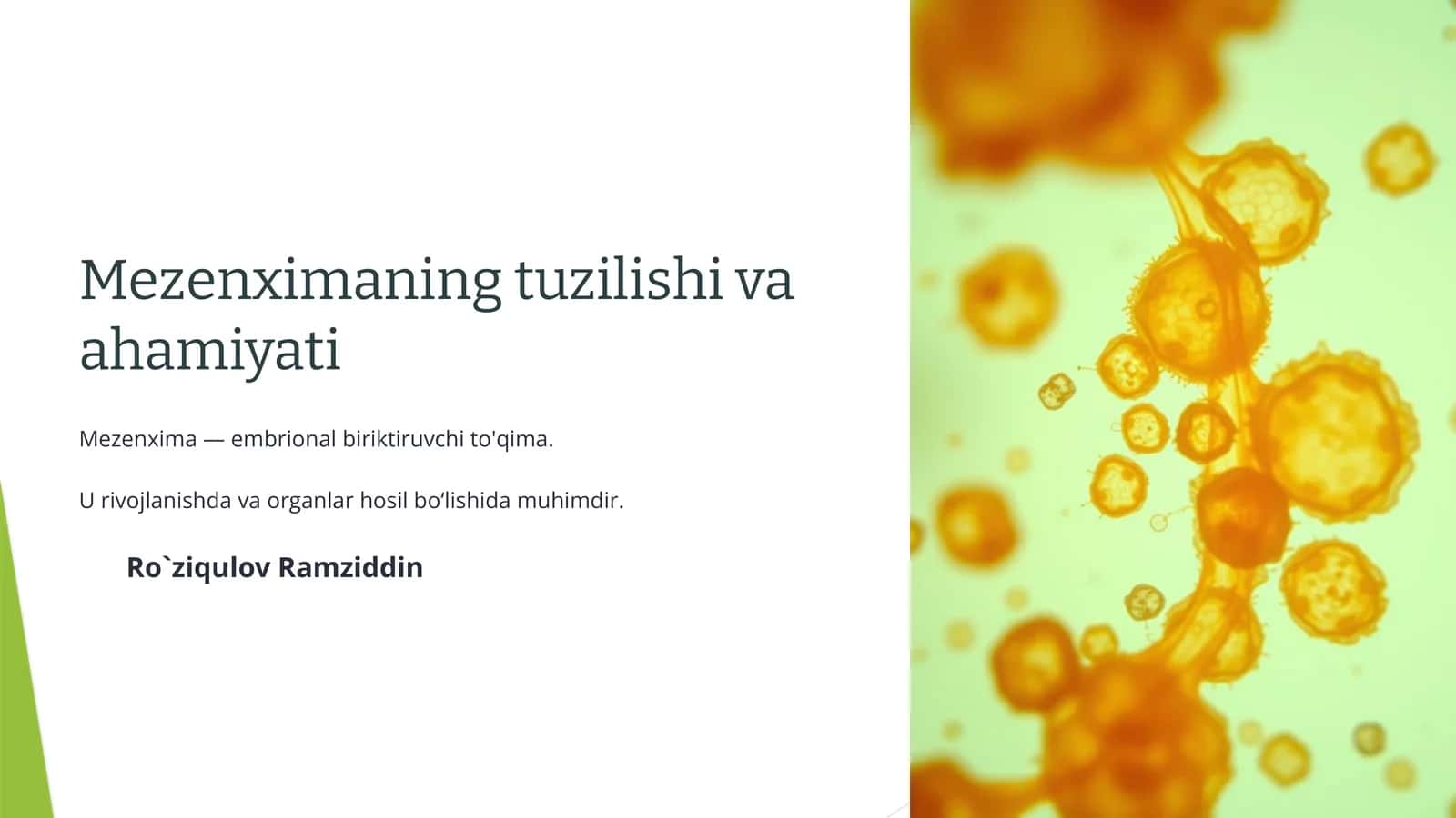 Mezenximaning tuzilishi va ahamiyati 1