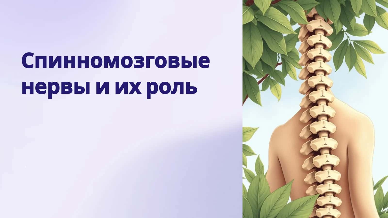 Спинномозговые нервы и их роль 1
